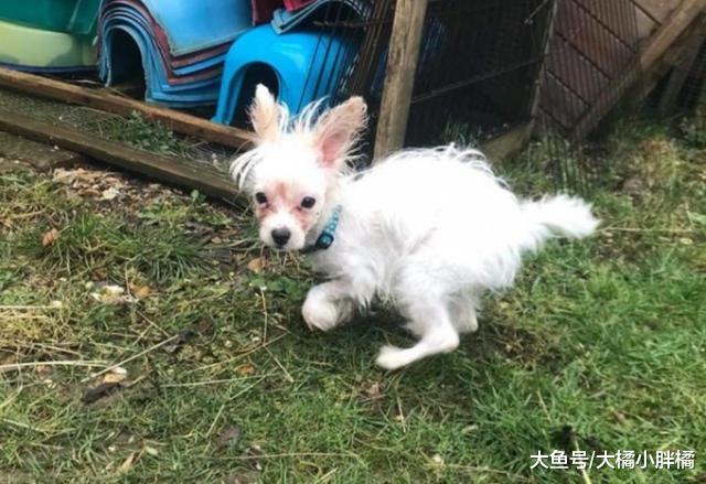 小狗天生残疾，身体瘦弱的它却爱走路，小狗：原来我这么棒！