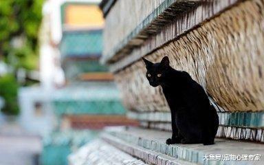 辟谣! 猫能看到“不干净”的东西, 黑猫会带来厄运是真的吗?