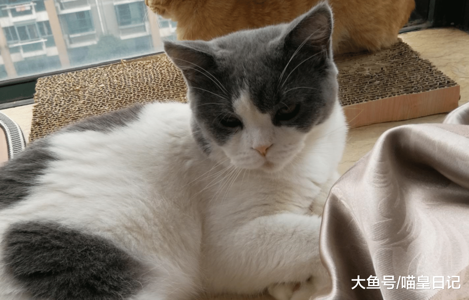 猫咪如何向人类表达喜欢？网友：这四种方式都有，你见过哪一个？