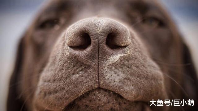 狗狗流鼻涕打喷嚏，该去看医生吗？先看看狗狗情况