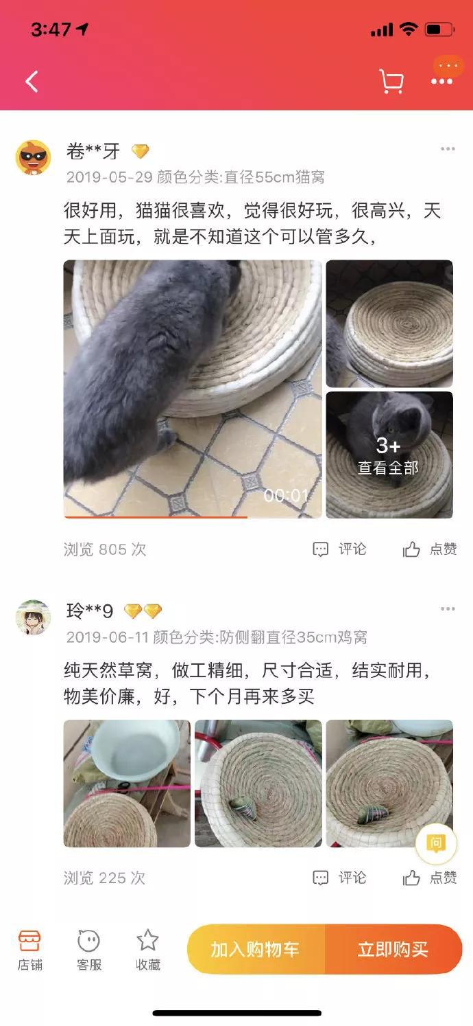 一到夏天，鸡窝的买家秀全是猫