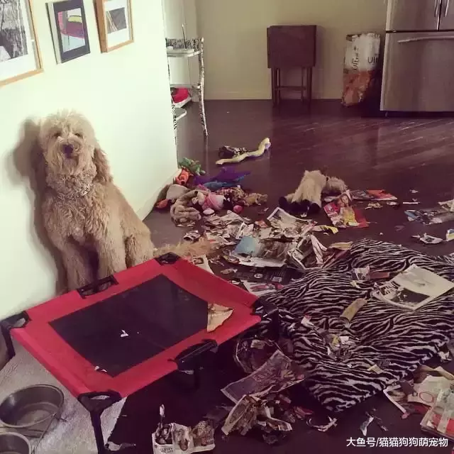 惡作劇的汪星人，看了以后你還想養狗嗎？