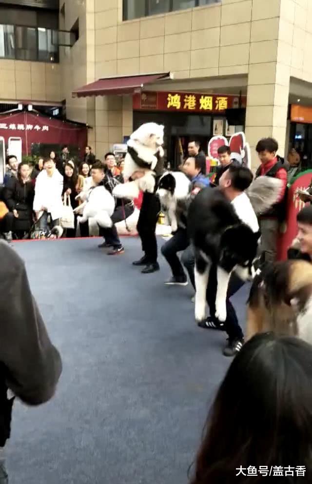 狗狗运动会中，硬生生变成狗主运动会，狗子的心里一定是拒绝的！