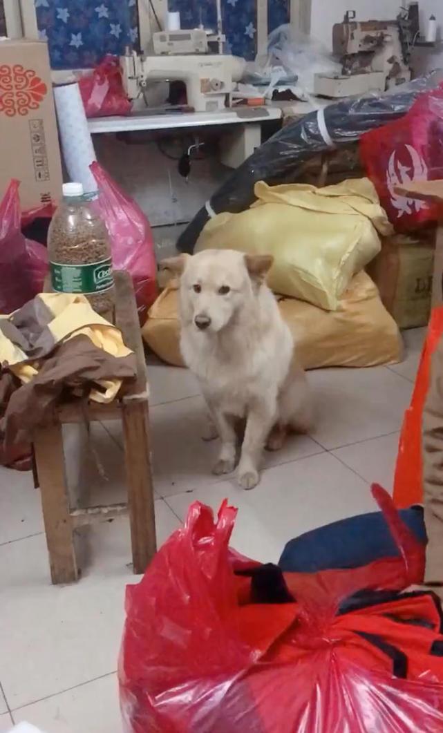 男子收拾衣物回家过年，狗在一旁的眼神让人心疼，狗：带我走吗？