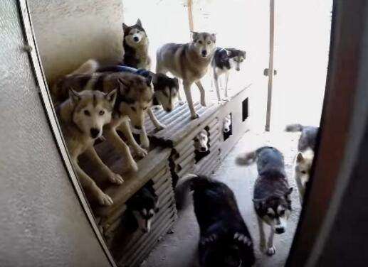 哈士奇一窝生了九只狗崽，从此房间里不敢放东西