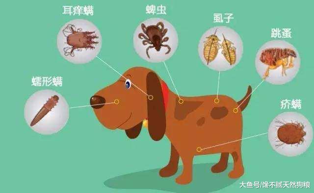 狗狗驱虫讲究多，这4大禁忌，宠主不要再犯了