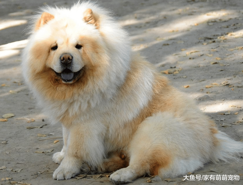 你养对狗了吗? 若你的狗狗有这5表现, 赶紧偷着乐吧!