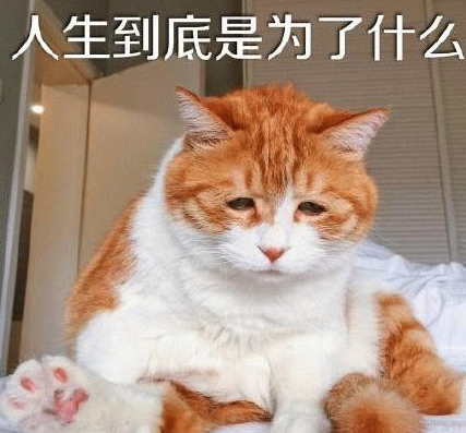 猫爸和猫仔合影却一脸生无可恋, 仔细一看网友笑喷: 这是亲生的吗
