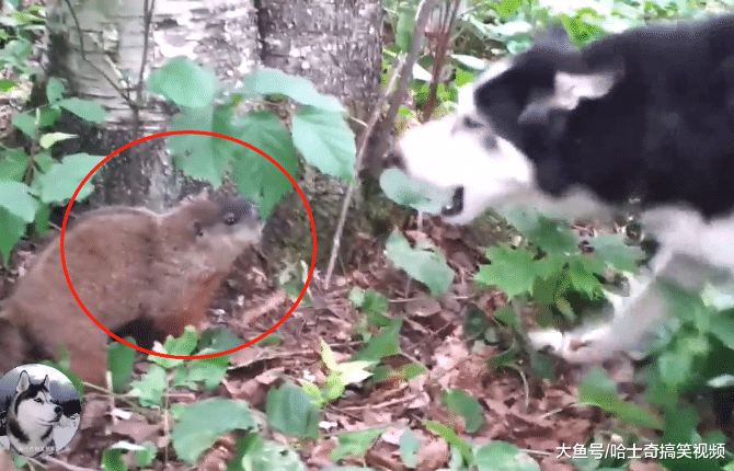 二哈为了抓土拨鼠，却在山上跟主人走丢，靠它叫声才找到的