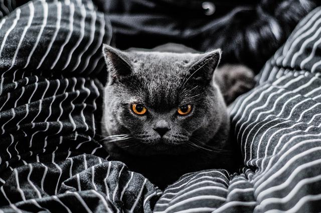 铲屎的快走开！被猫咪嫌弃的5大行为，你有对它们做过吗？