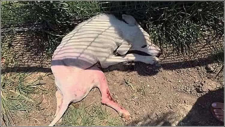 狗狗搞破壞被主人丟棄，第二天找到時哭紅了眼，自稱對不起狗狗