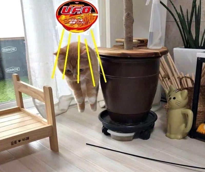 短腿曼基猫反重力漂浮照走红，被网友玩坏了