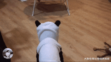 柴犬看到宝宝的“摇床”，却以为是买给它的，主人也笑翻了