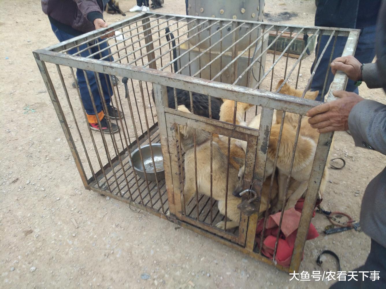 肉狗商贩生意太好, 肉狗太多运不走, 原地800元一笼出售!