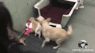 流浪狗被救助，却没看到自己的孩子，再次见面时让人泪目