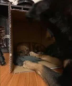 主人撿了一只小奶狗，自家愛犬守護一夜，暖心又感動
