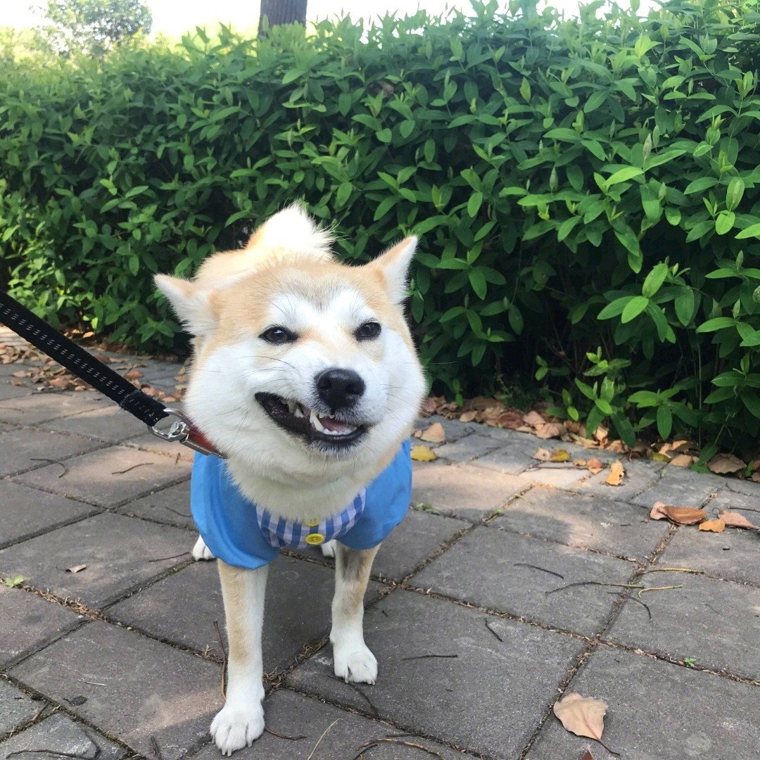 【宠物大学问】宠物狗梳毛剃毛及染毛知识