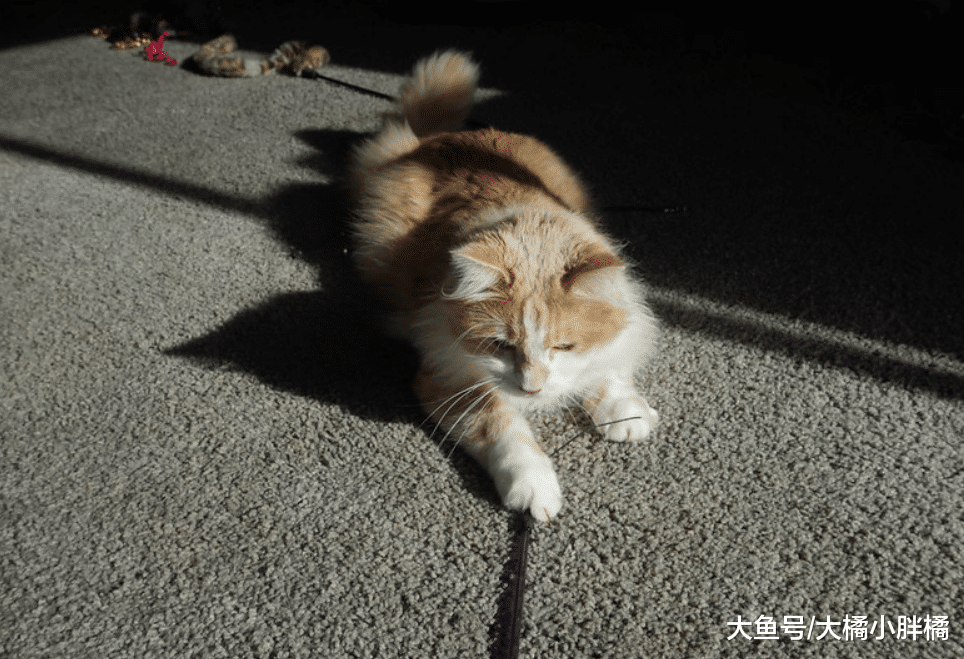 “养猫很轻松”是真的吗？这3件事情比养狗轻松，却也少不了麻烦