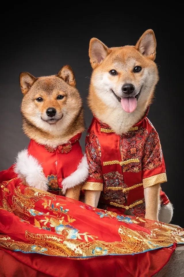 这对柴犬情侣婚纱照甜到爆，背后的故事羡煞一众单身狗