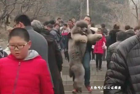 主人带大泰迪爬山，下山时狗狗赖着不走，主人瞬间后悔了