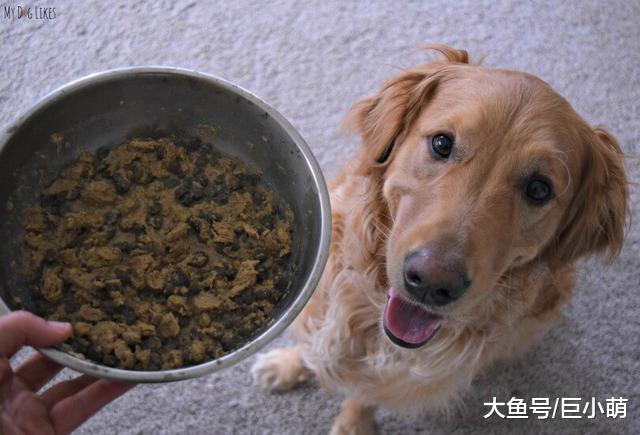 狗狗冻干食物是什么？有什么好处？狗狗爱吃吗？