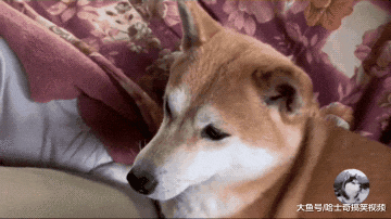 柴犬从小爱跟“爸爸”睡，主人养了猫咪后，结果它就悲剧了