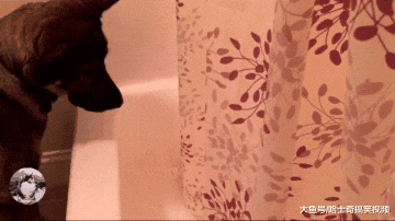 网友的德牧3岁了，却当了2年的“管家”，猫咪被管得很老实