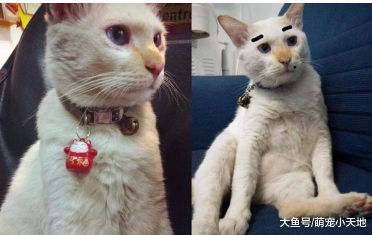 双手捧着臭脸猫, 7年后主人抱一团空气: 愿你乖乖在菩萨旁