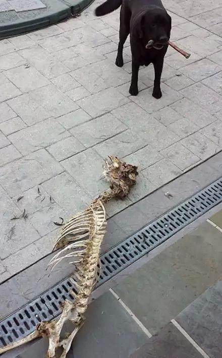 哈士奇抓了一只蜥蜴回家，女主人看到不淡定了！