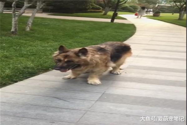 十九岁的德牧虽已步履蹒跚，主人依然坚持每天带它遛弯，好有爱啊
