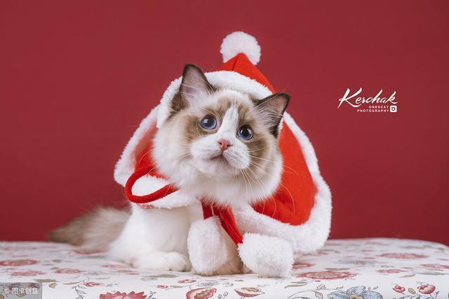 放过折耳猫好吧，养这几种猫咪也挺好的