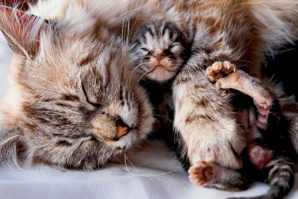 猫咪怀孕了，铲屎官们应该如何帮助猫咪待产