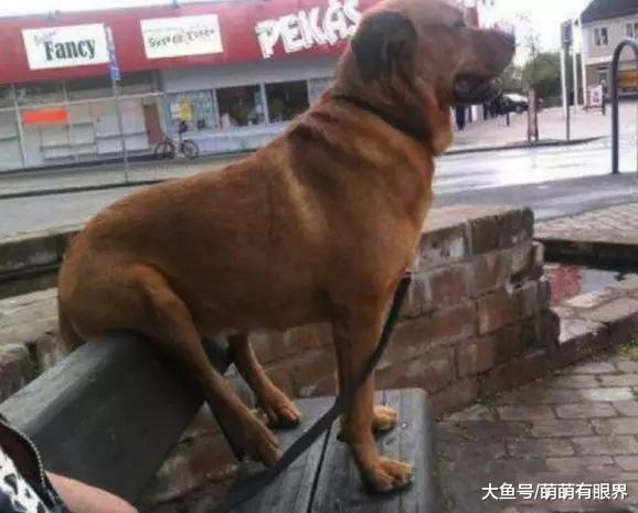 铲屎官晒了一盆梅子，可是每次去翻梅子的时候，总闻到一股臭味……