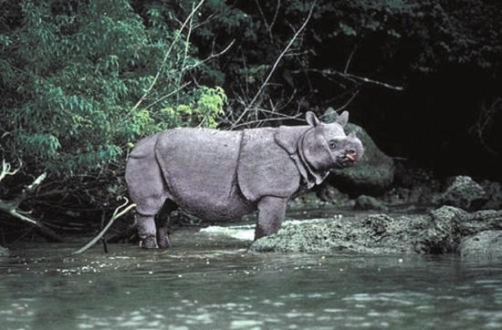 十种即将“灭绝”的动物，有的全球就剩一头了