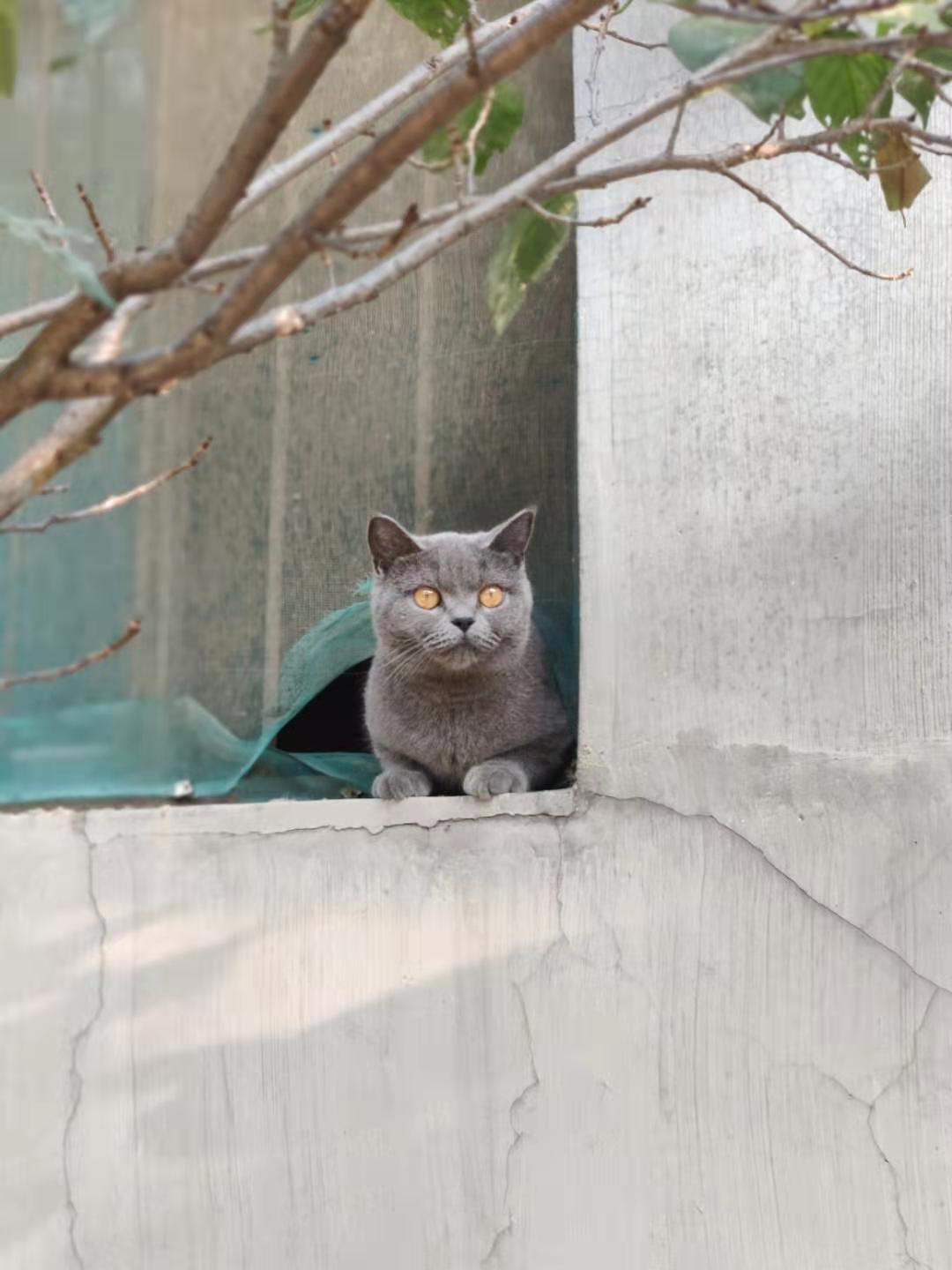 把宠物猫放在农村老家给父母养了2个月，再次回家后，主人气哭了