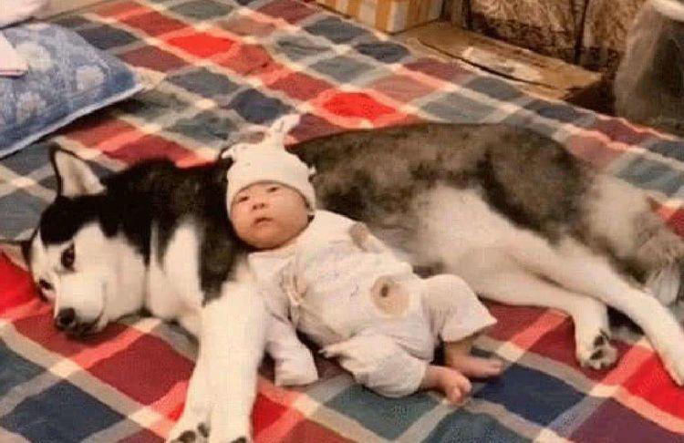 女主把孩子哄睡去大街了，再聽話的狗狗也不能單獨和幼兒在一起