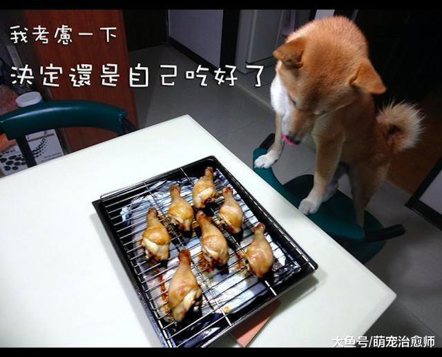 主人把烤的鸡腿放在柴犬面前，它的表情很复杂：到底什么时候吃？