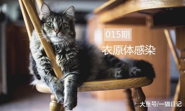 猫咪“衣原体感染”是什么病？