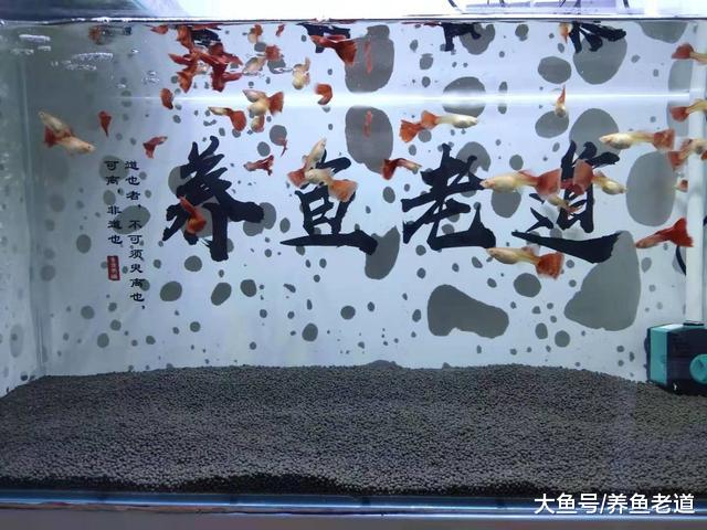 我就是比较懒得换水，如何能够准确的把握，给观赏鱼换水的时机？