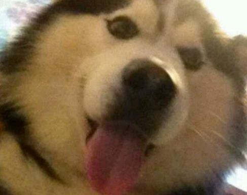 铲屎官在箱子里放香肠, 为了吃到小零食, 阿拉直接把箱子拆了