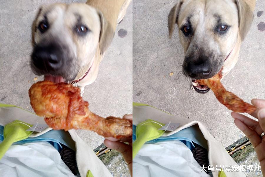 暖心大姐买肉串喂流浪狗，竟被质疑炫富，大姐怒怼键盘侠