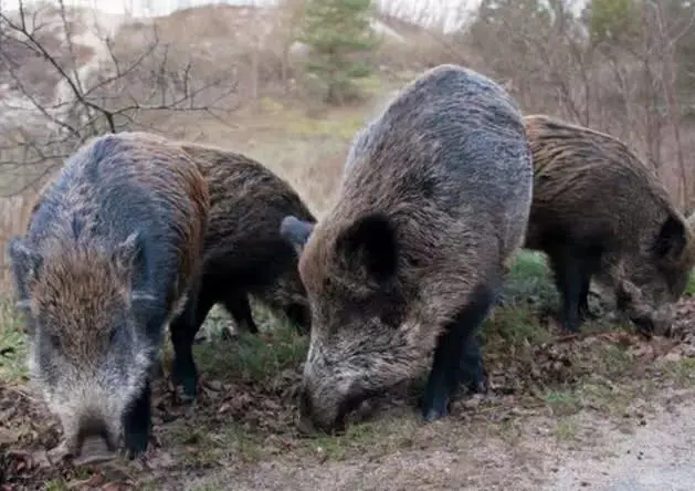 如果在农村的山上遇到野猪该怎么自救? 老辈人说装死能行吗?