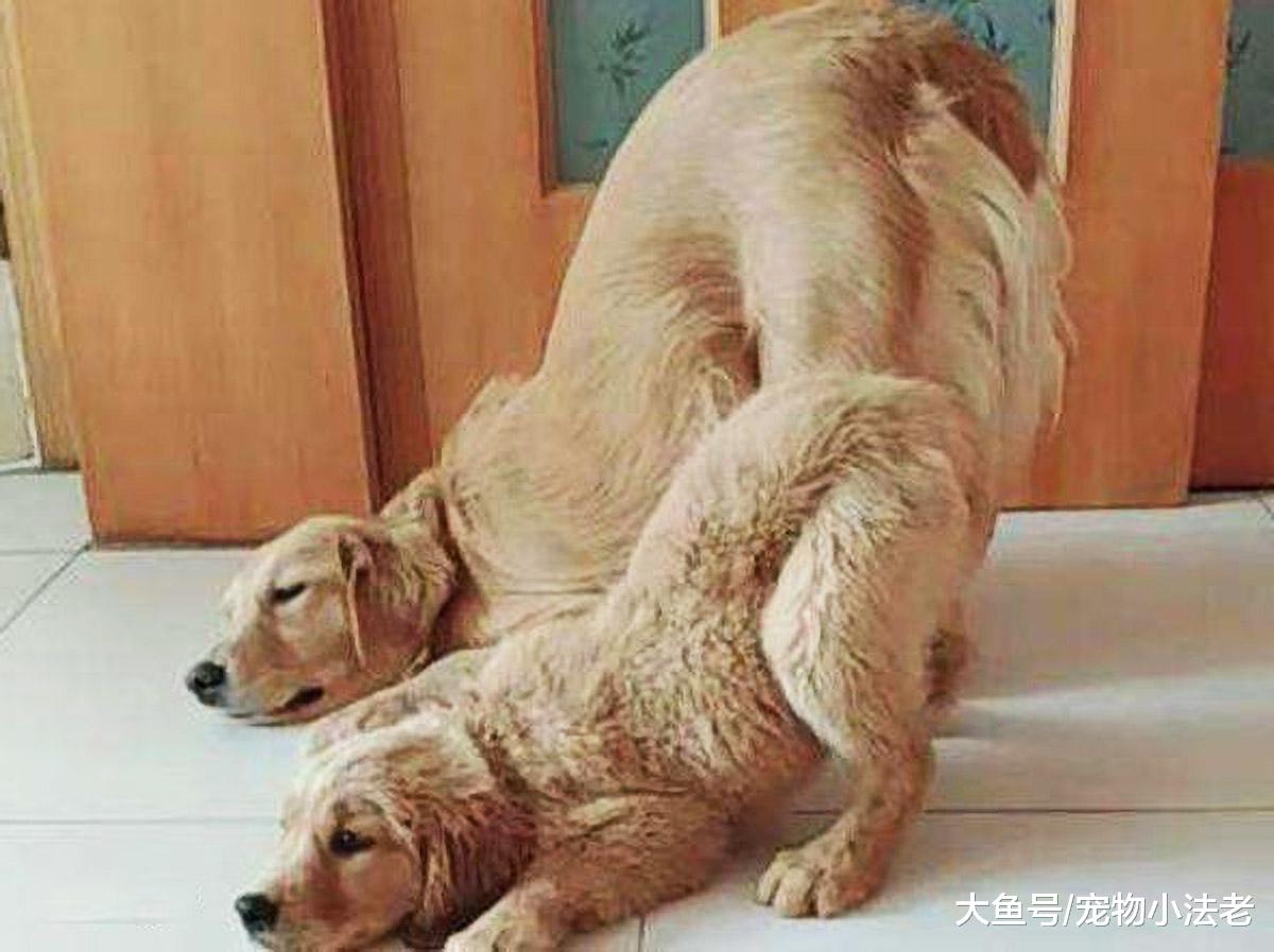 狗狗为什么突然翘起屁屁？这5种原因，你需要了解一下！