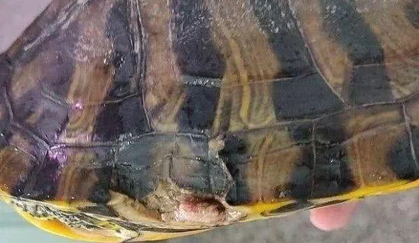 养了8年的乌龟，被二哈一口咬坏，网友：快把它炖了吧