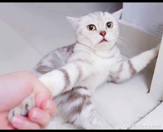 主人想要拉猫咪去洗澡, 它却拼命抓住墙不愿走: 快放开我!