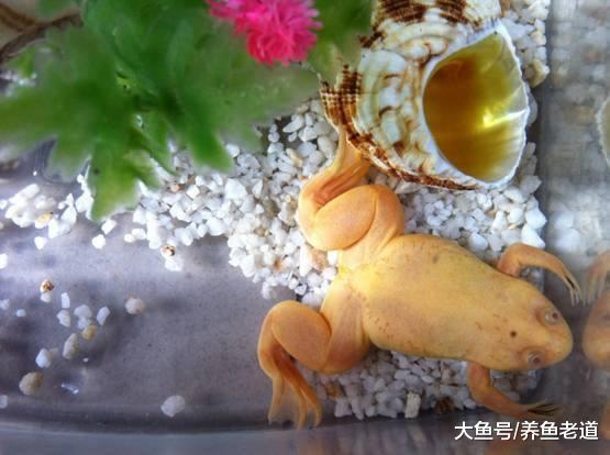 不要再把这几种小生物混养在观赏鱼缸里了，鱼儿会莫名失踪！