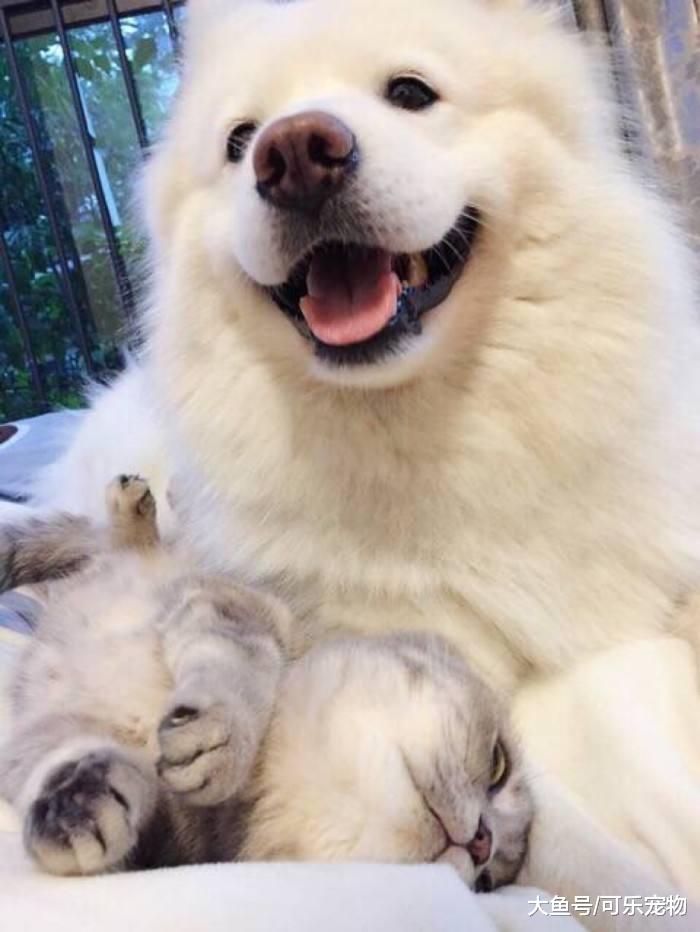 萨摩耶装傻卖萌，主人掏出了好吃的，萨摩耶瞬间馋成表情包