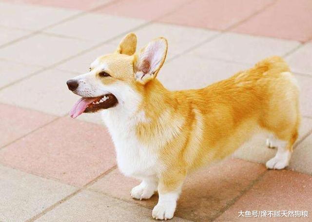 柯基犬身上太臭了，想改变它的体臭味，可以从几个方面入手