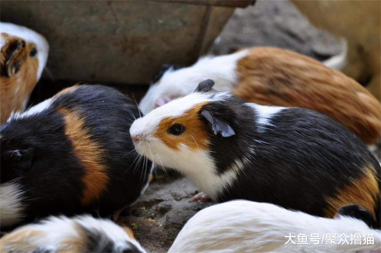 狐狸和猫咪相伴的故事, 猫咪外出捕食失败, 老鼠之患来临(三)