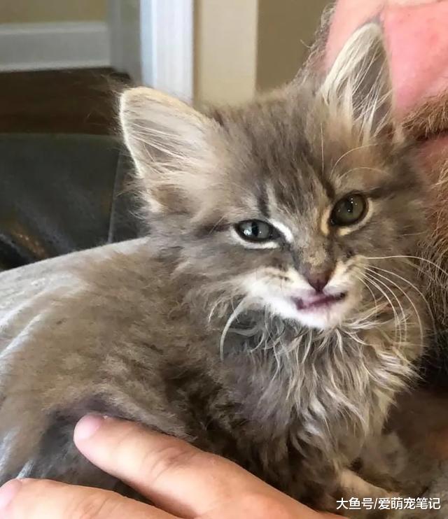 流浪奶猫体重不到两斤，却经历了三次手术，截肢后的喵生真幸福